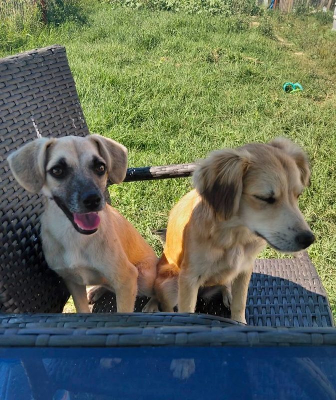 AURA - Chien à adopter - photo 3