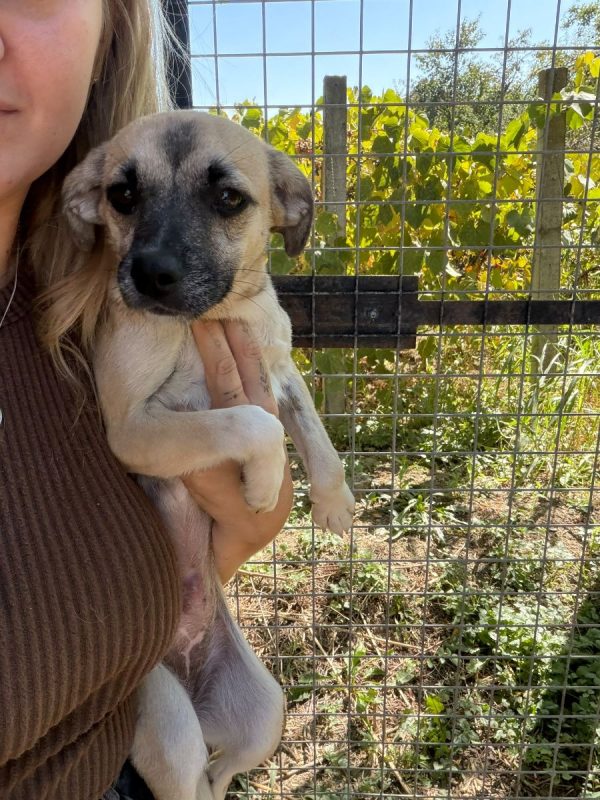 GAÏA - Chien à adopter - photo 4