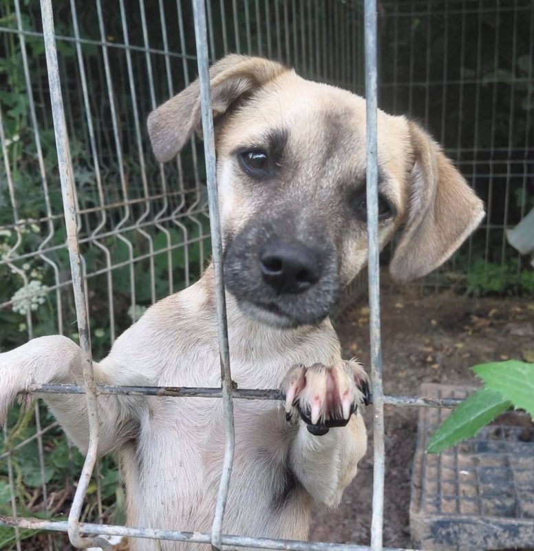GAÏA - Chien à adopter