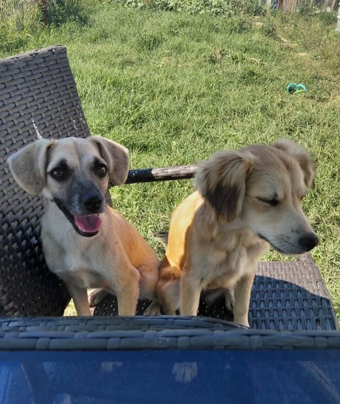 GAÏA - Chien à adopter - photo 3