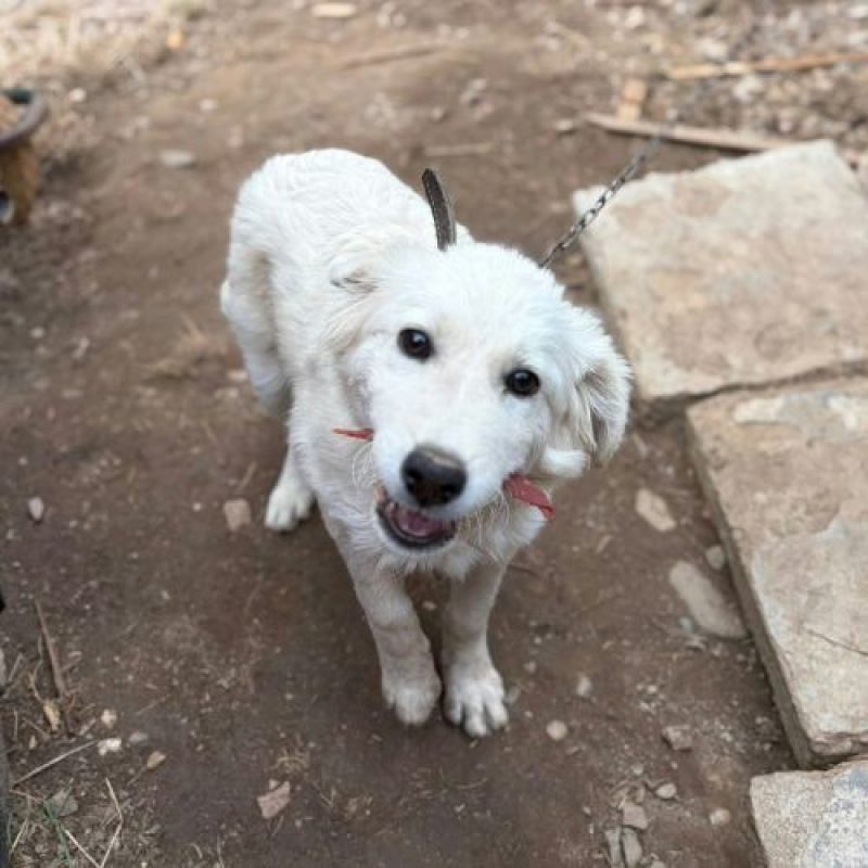 ARTIC - Chien à adopter - photo 2