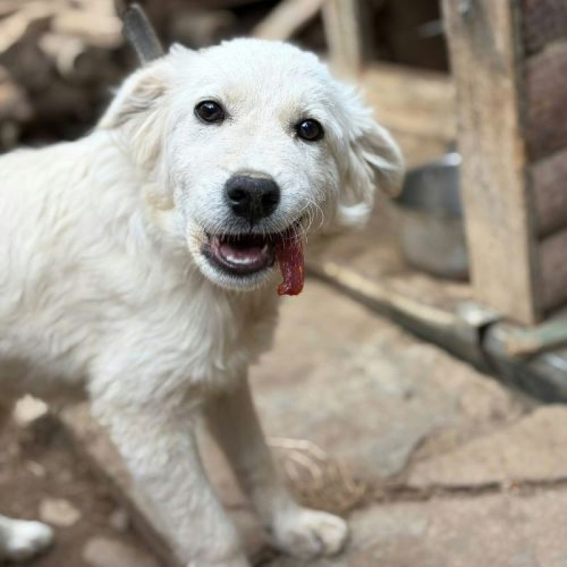 ARTIC - Chien à adopter - photo 5