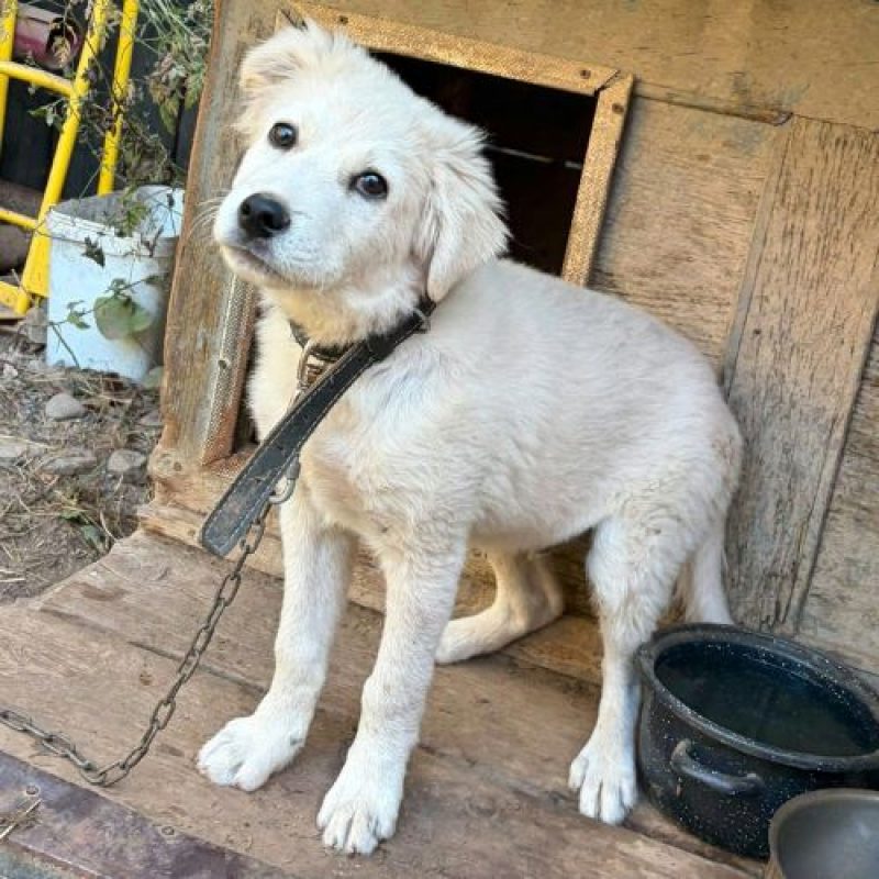 ARTIC - Chien à adopter - photo 3