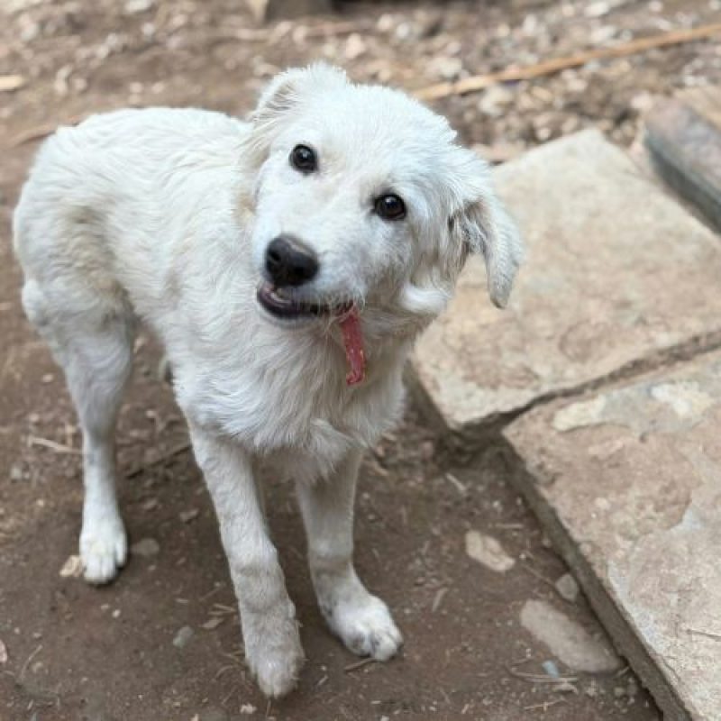 ARTIC - Chien à adopter - photo 4