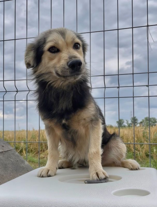 THÉO - Chien à adopter - photo 6