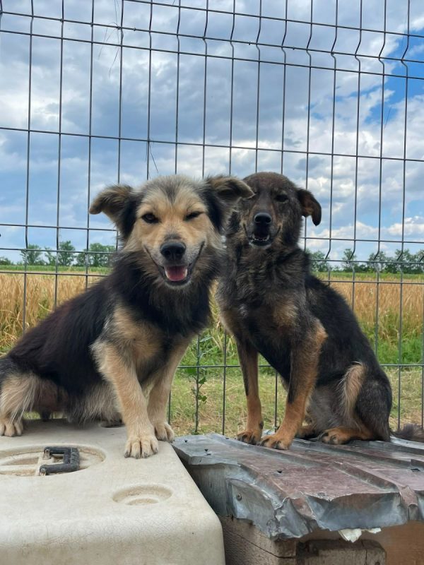 THÉO - Chien à adopter - photo 5