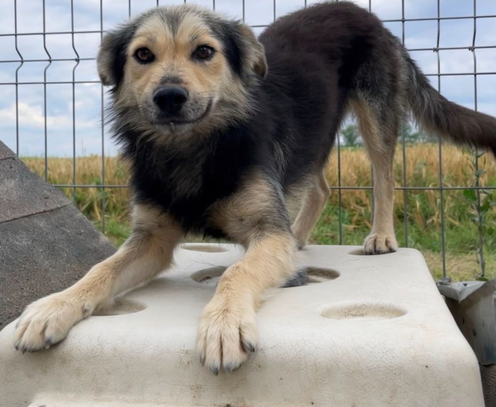 THÉO - Chien à adopter - photo 4