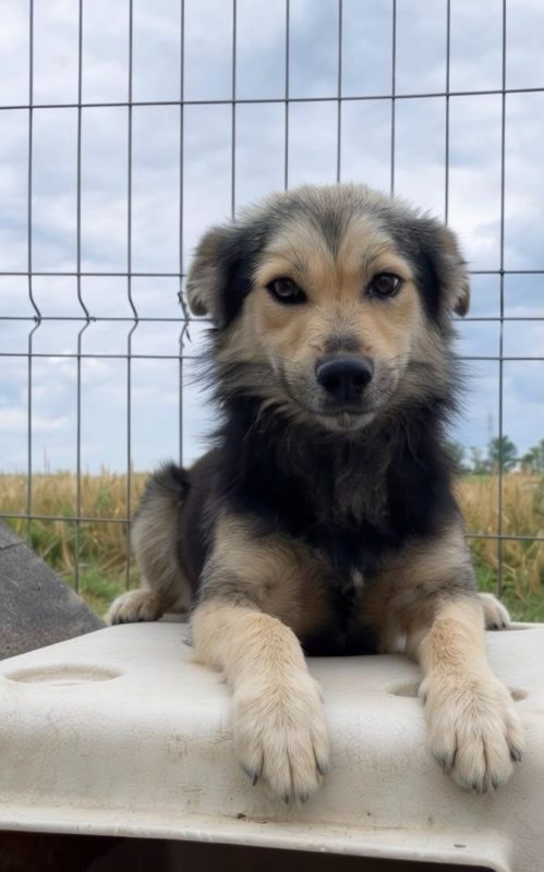 THÉO - Chien à adopter
