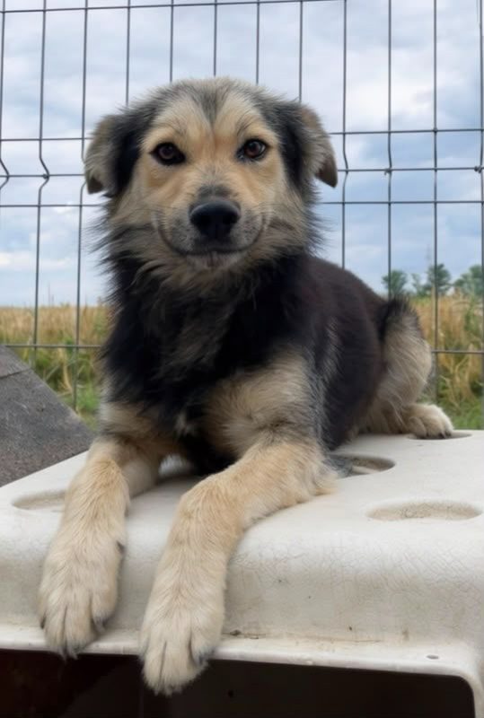 THÉO - Chien à adopter - photo 2