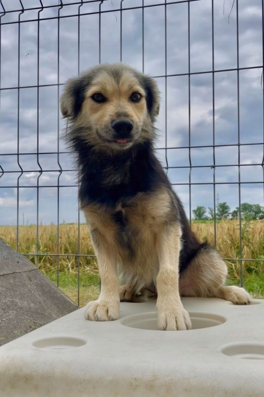 THÉO - Chien à adopter - photo 3
