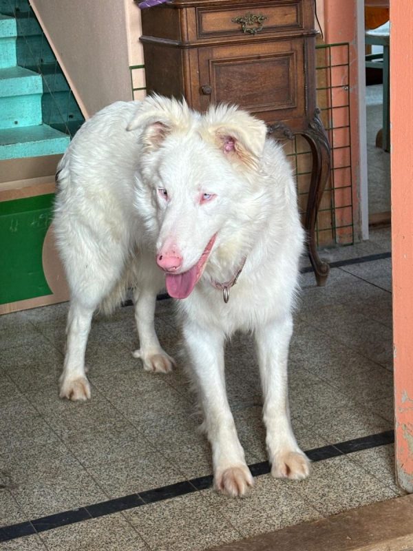 MAGO - Chien à adopter - photo 2