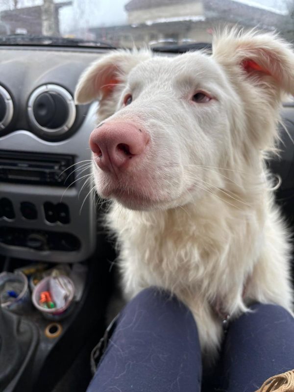 MAGO - Chien à adopter