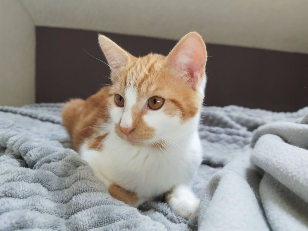 Lan - Chat Européen à adopter