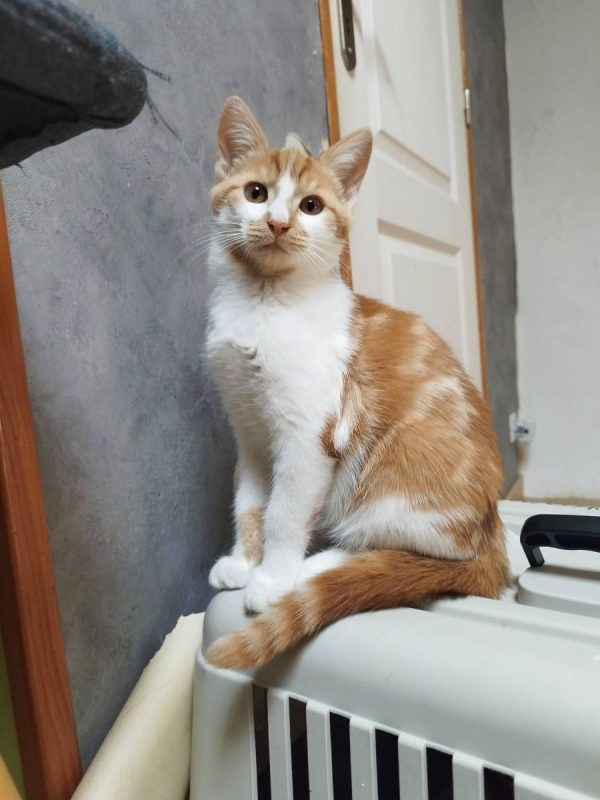 Lan - Chat Européen à adopter - photo 10