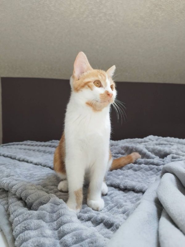 Lan - Chat Européen à adopter - photo 6