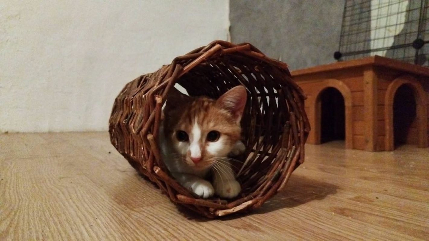 Lan - Chat Européen à adopter - photo 5