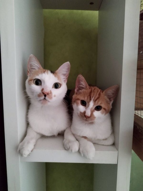 Lan - Chat Européen à adopter - photo 4