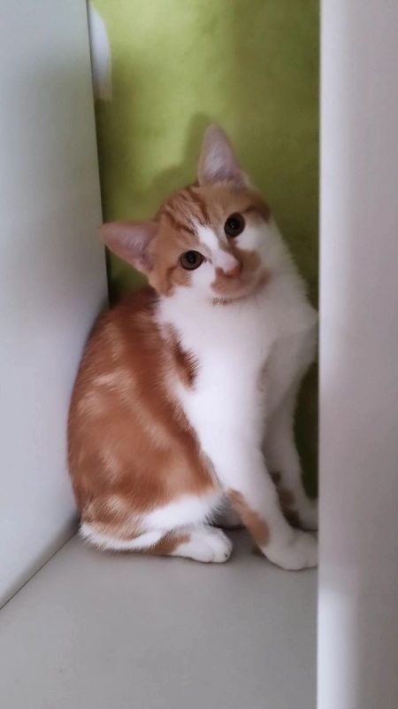 Lan - Chat Européen à adopter - photo 8