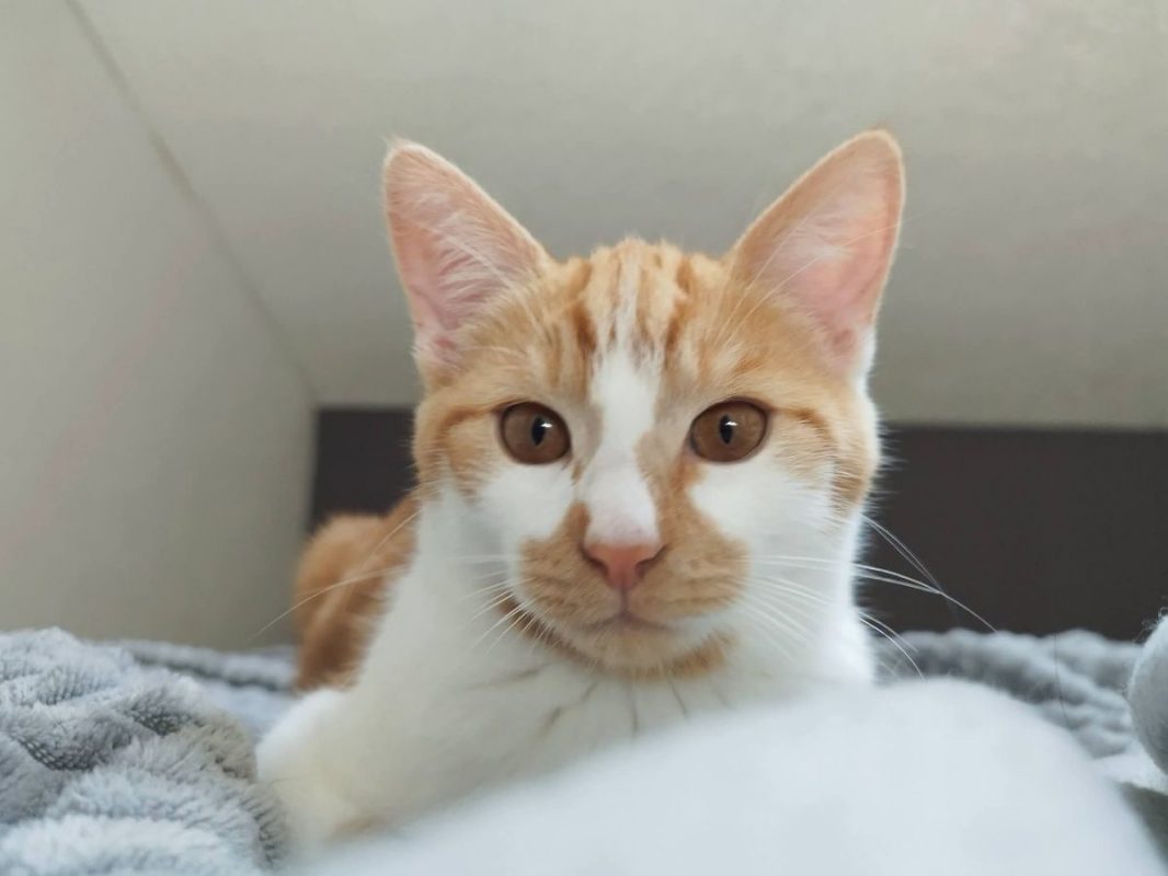 Lan - Chat Européen à adopter - photo 2