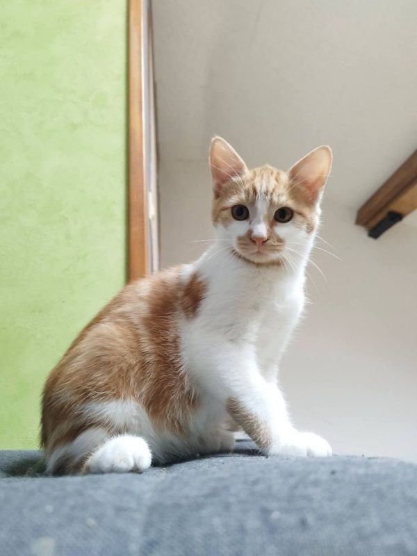 Lan - Chat Européen à adopter - photo 7