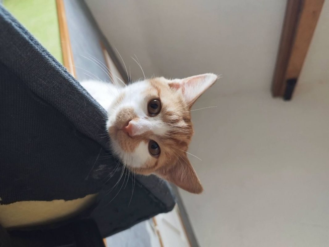 Lan - Chat Européen à adopter - photo 9