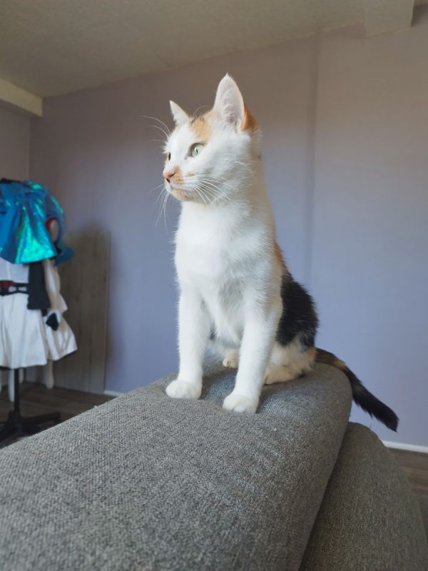 Nynæve - Chat à adopter