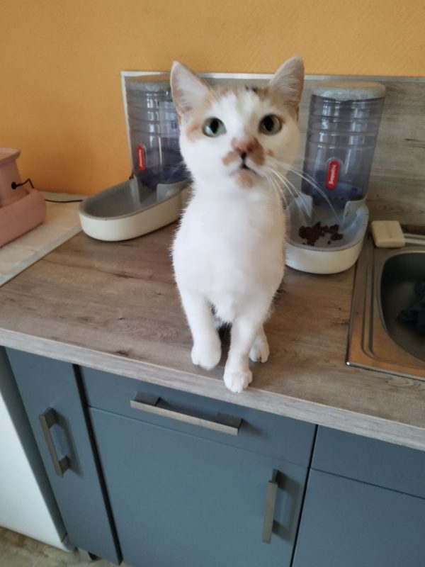 Nynæve - Chat à adopter - photo 2