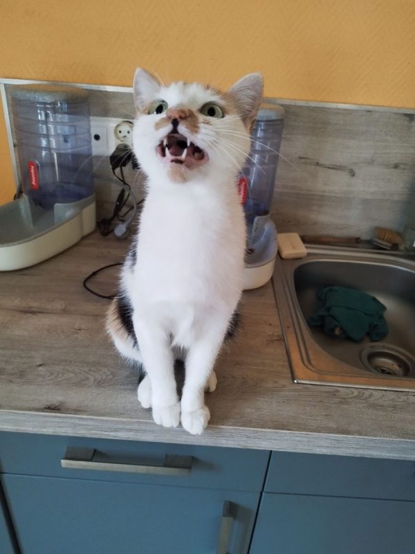 Nynæve - Chat à adopter - photo 3
