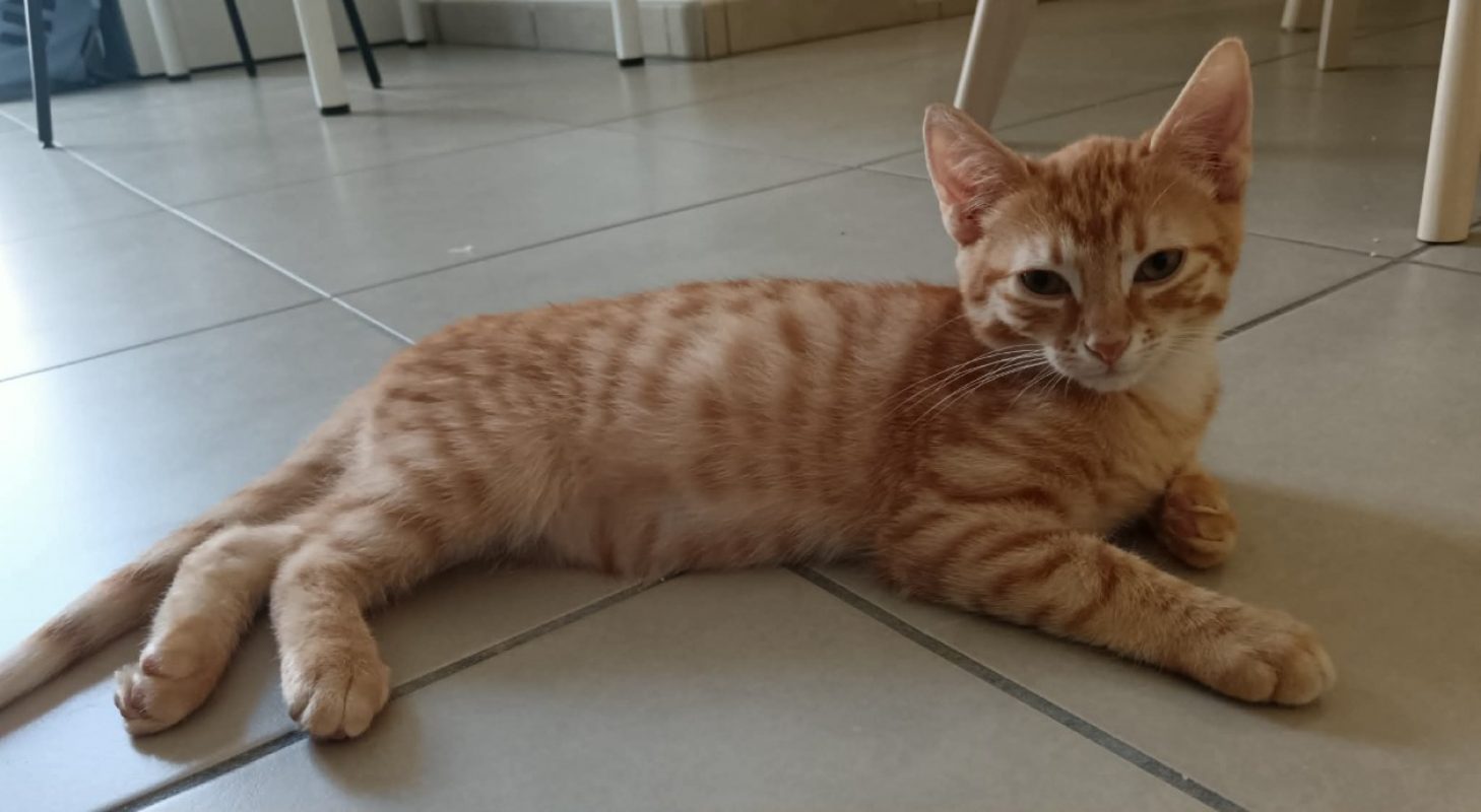 Ricky - Chat Européen à adopter