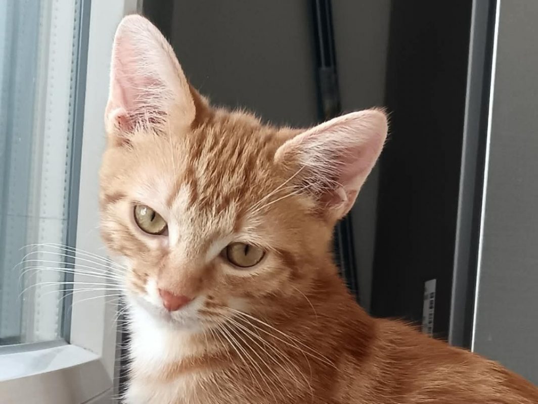 Foxy - Chat Européen à adopter