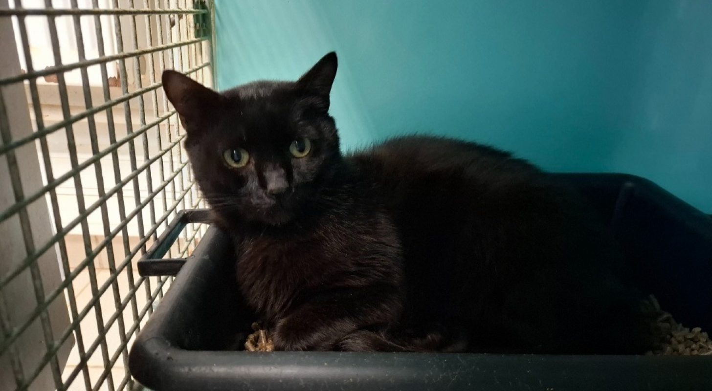 Givenchy - Chat Européen à adopter