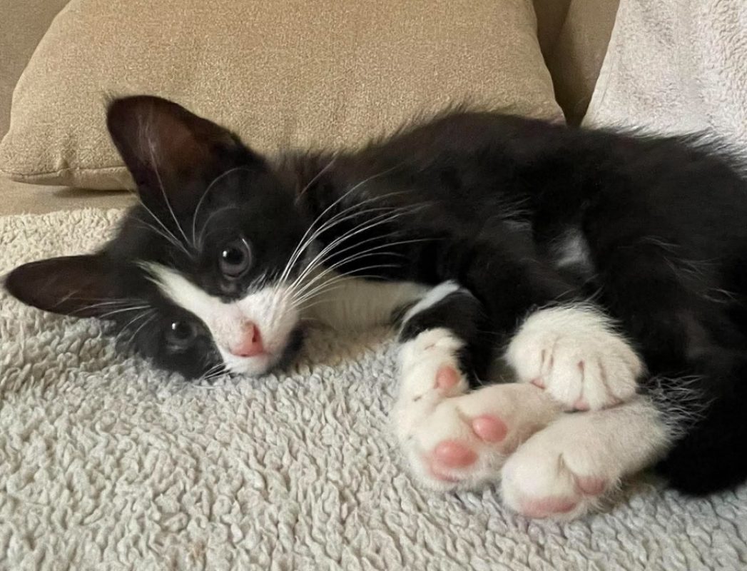 Bambi - Chat Européen à adopter