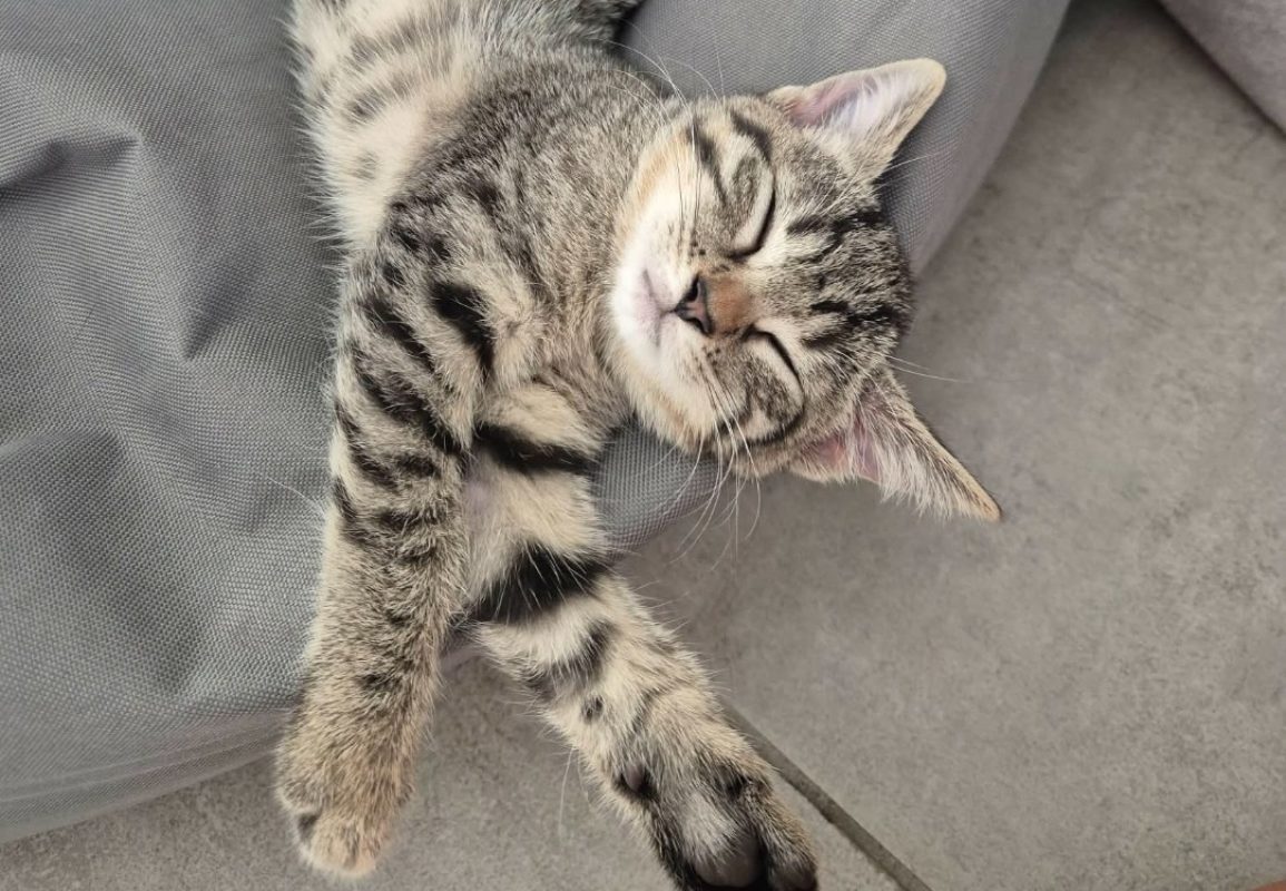 Chouquette - Chat Européen à adopter
