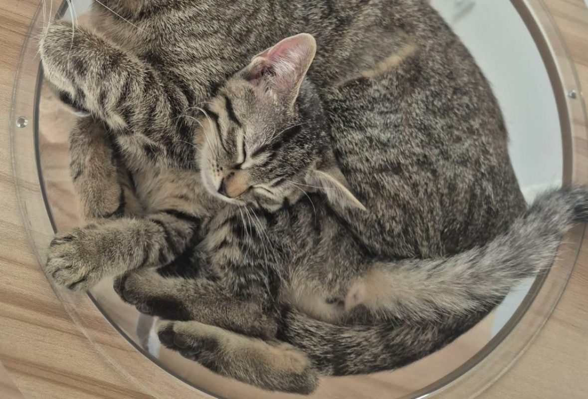 Chouquette - Chat Européen à adopter - photo 2