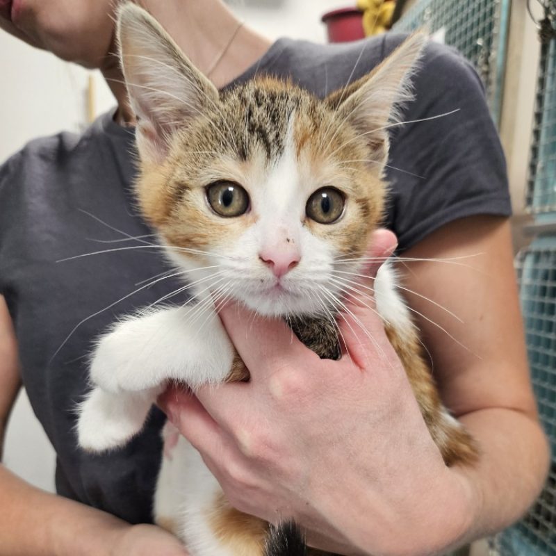Tila - Chat Européen à adopter