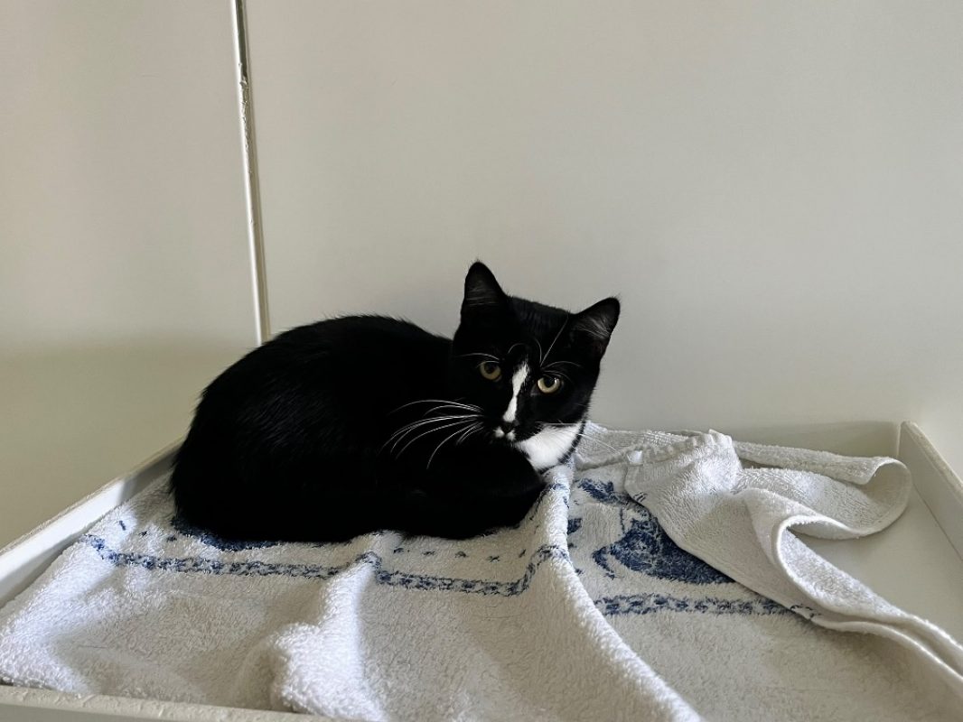 Astro - Chat Européen à adopter