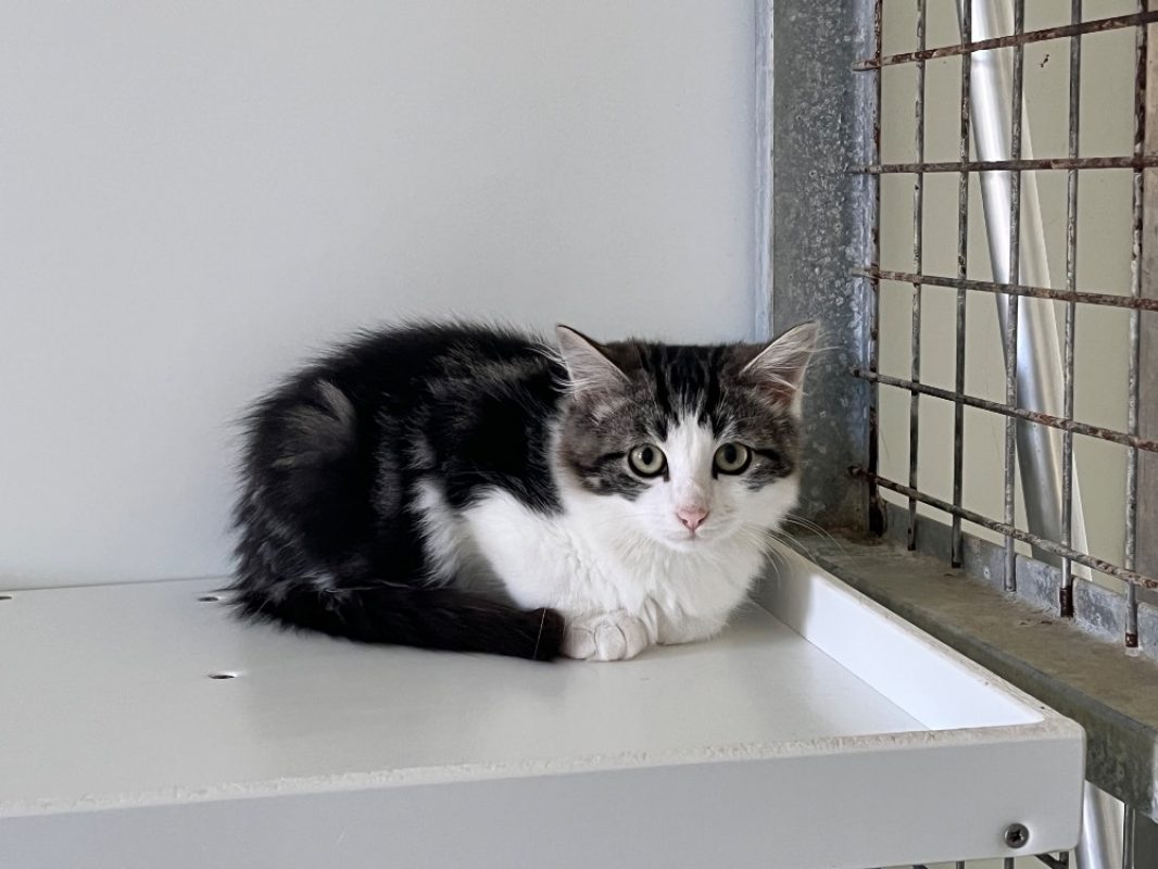 Hagueneau - Chat Européen à adopter