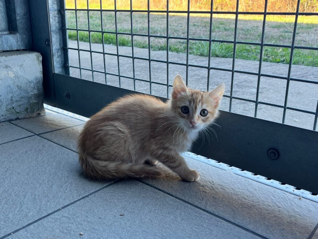 Diwo - Chat Européen à adopter