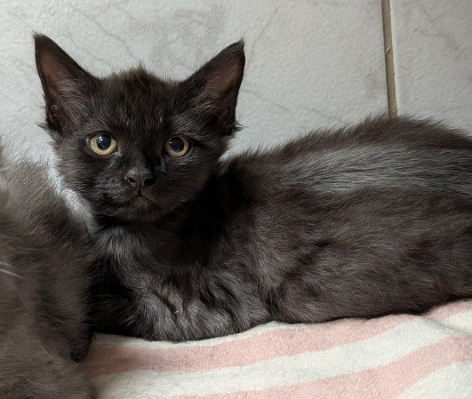 Brutus - Chat Européen à adopter