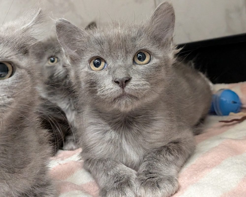 Minus - Chat Européen à adopter