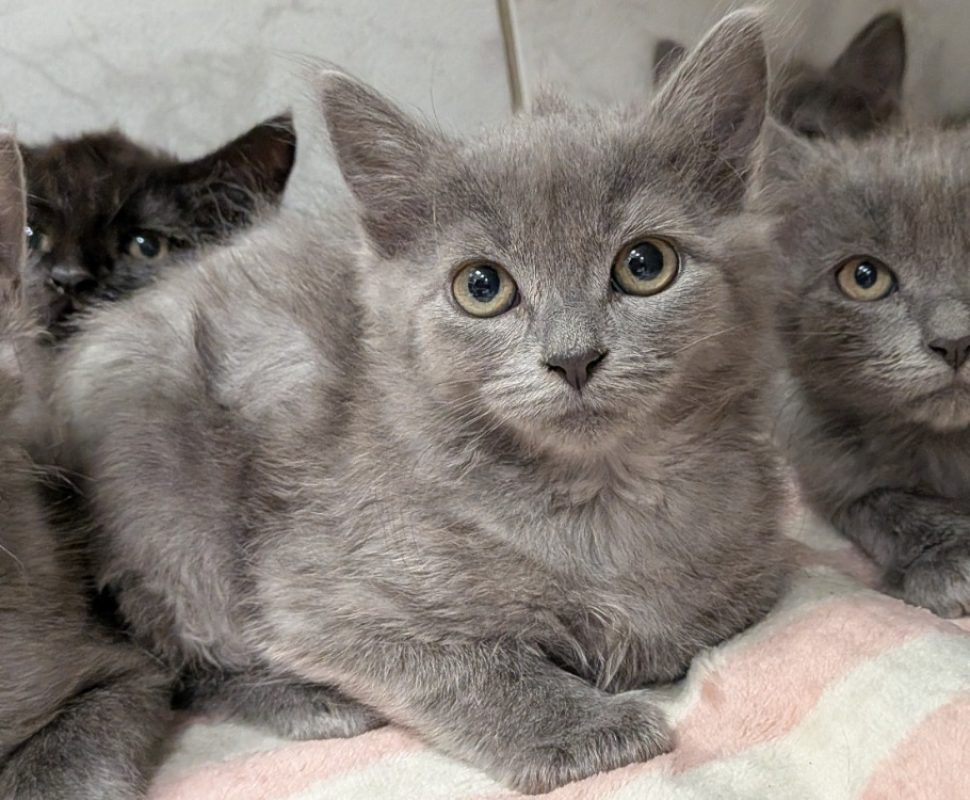 Azouka - Chat Européen à adopter