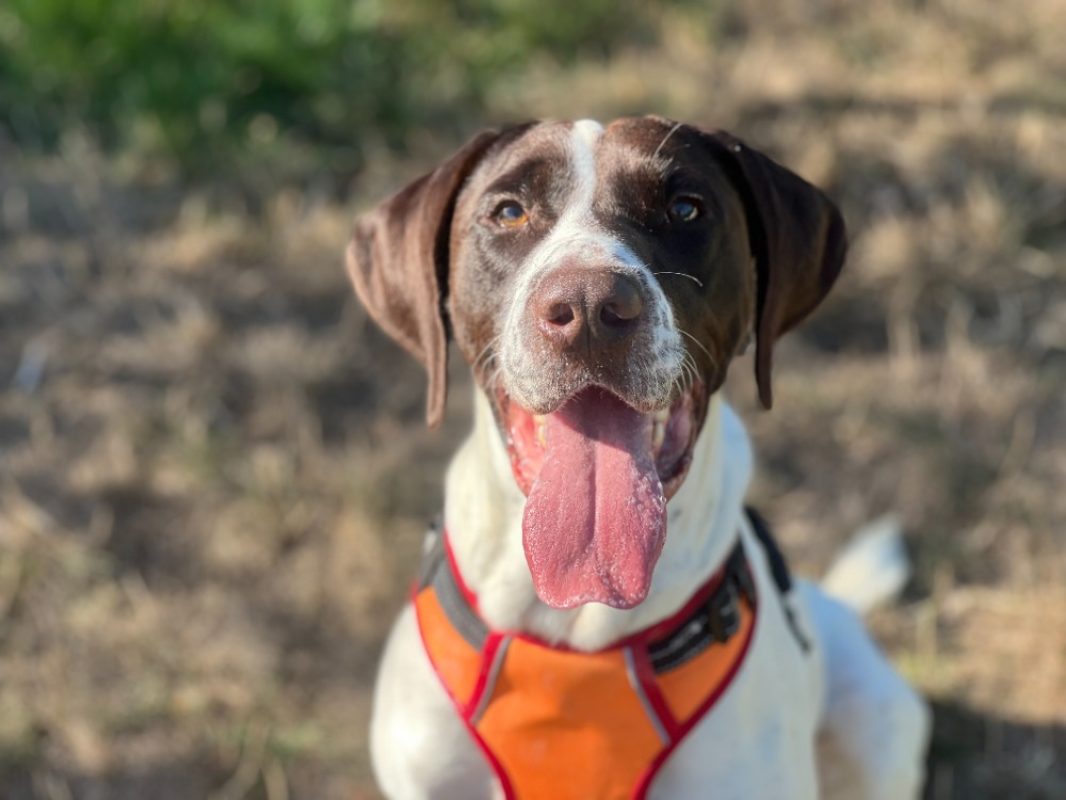 Spirit - Chien Braque allemand à poil court à adopter