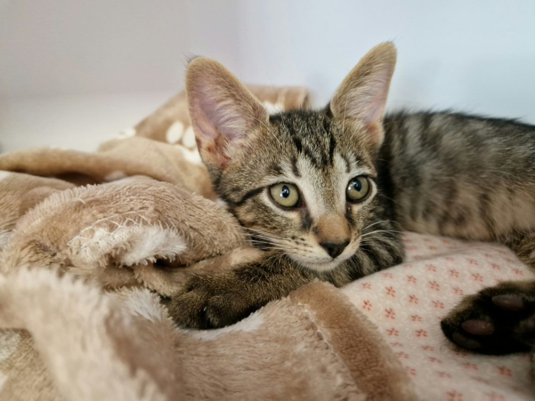 Bailey - Chat Européen à adopter