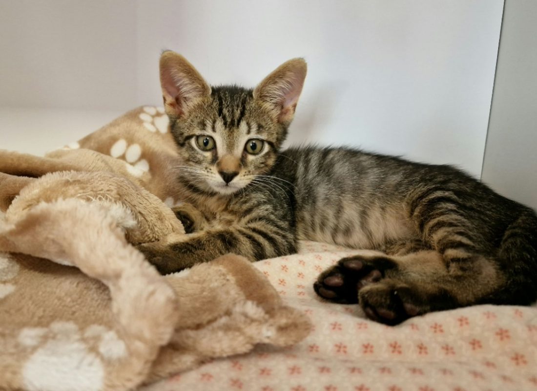 Bailey - Chat Européen à adopter - photo 2