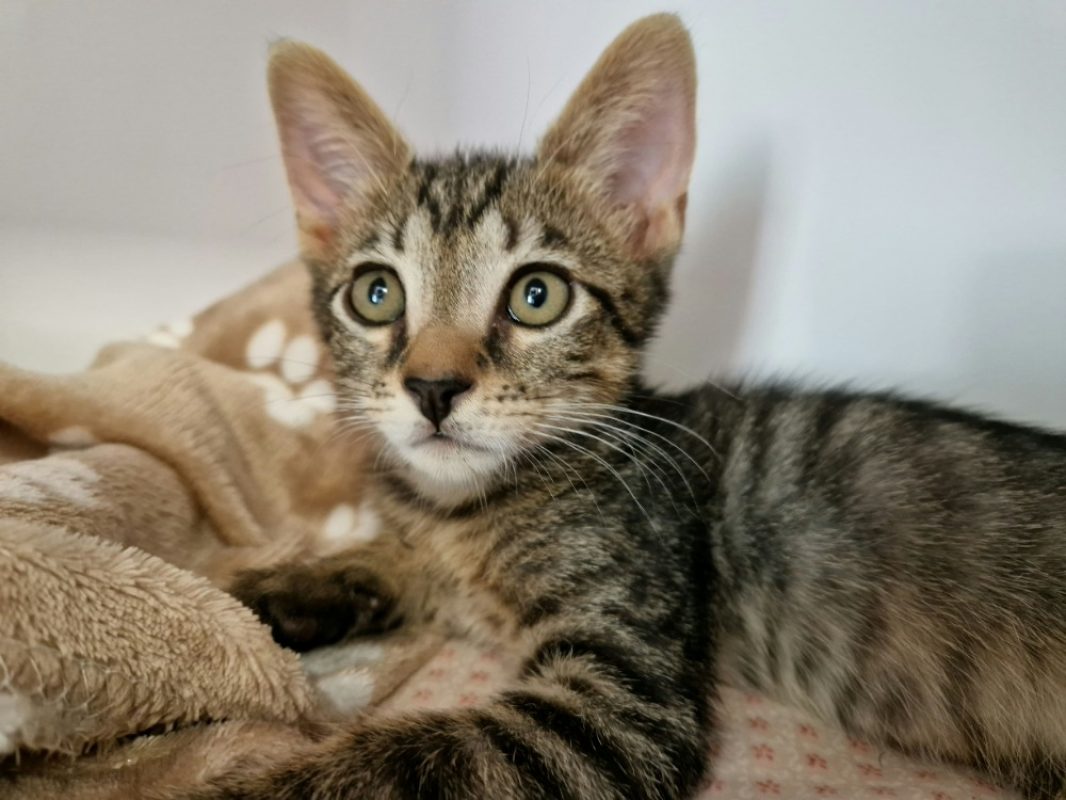 Bailey - Chat Européen à adopter - photo 3