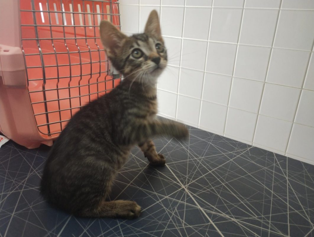 Bailey - Chat Européen à adopter - photo 4