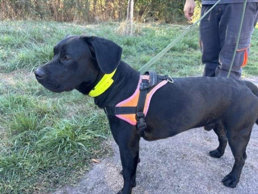 Zeus - Chien à adopter