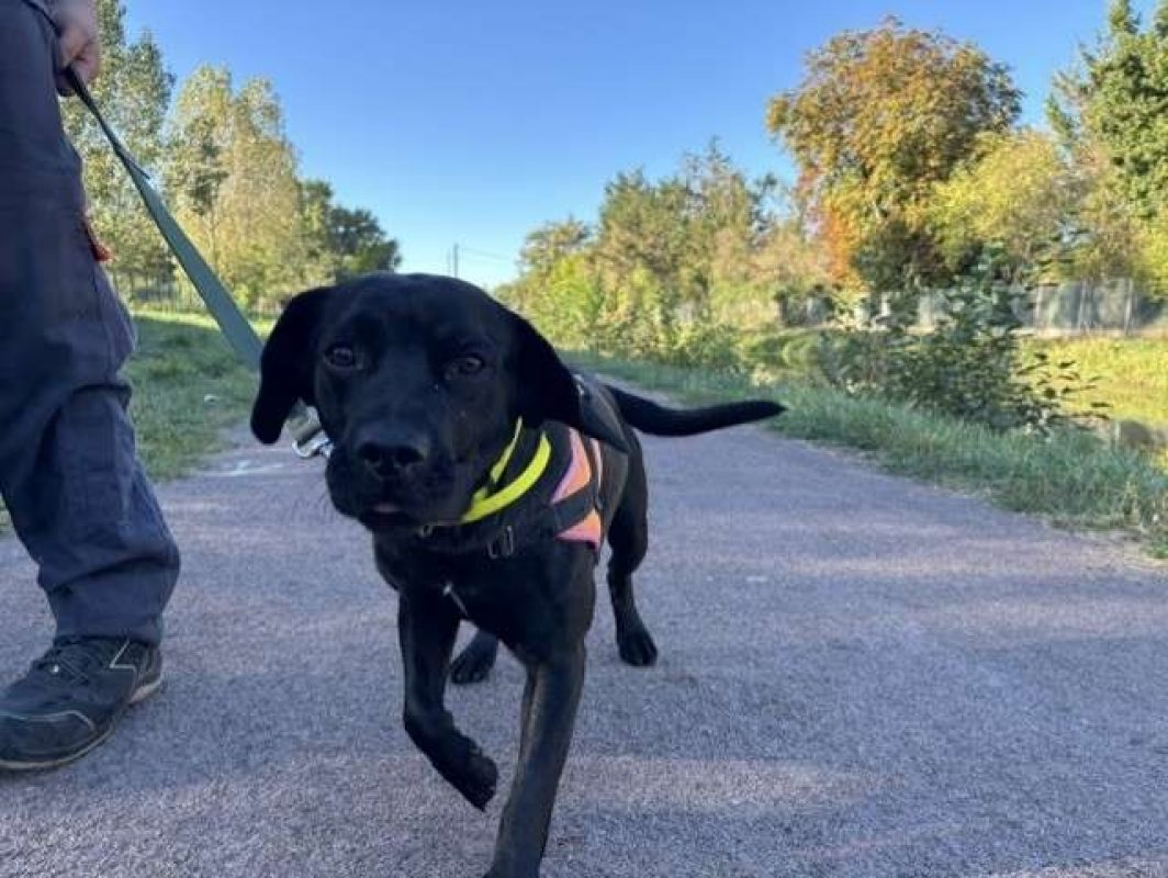 Zeus - Chien à adopter - photo 2