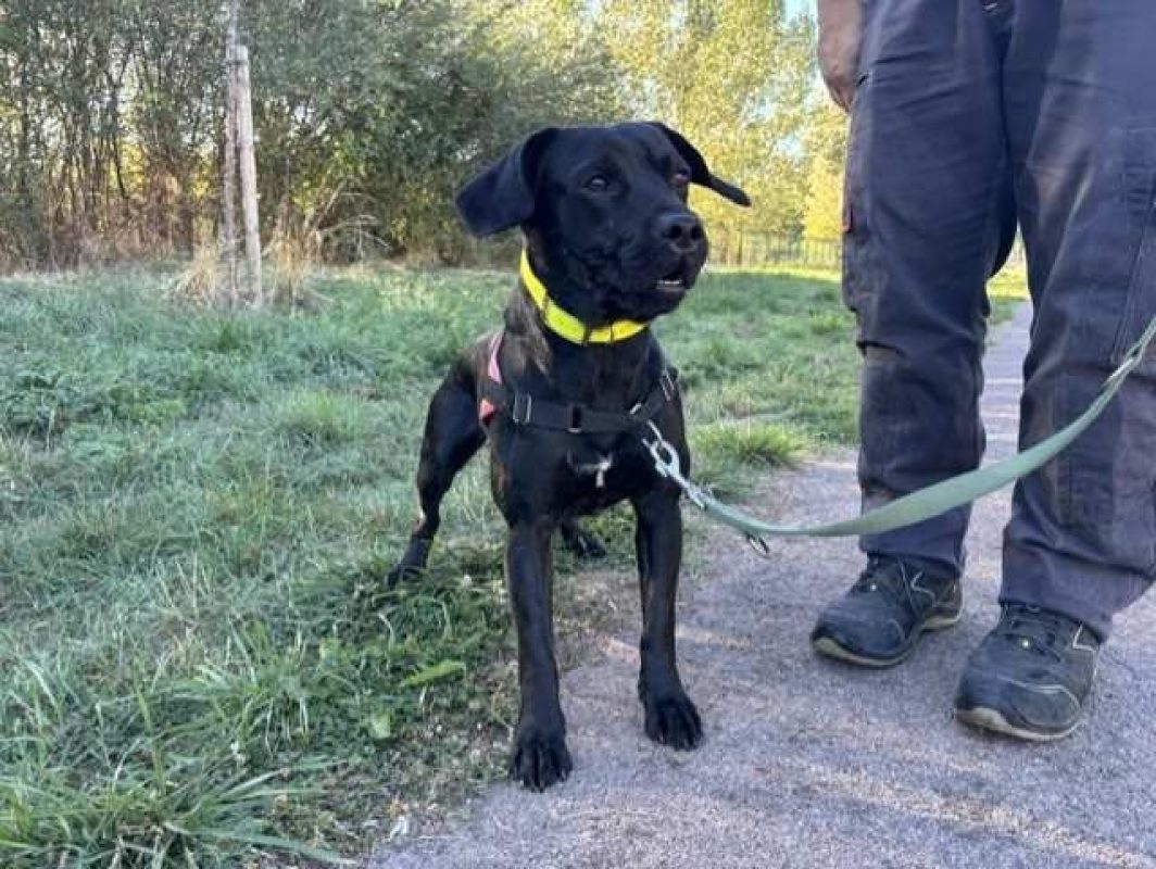 Zeus - Chien à adopter - photo 3