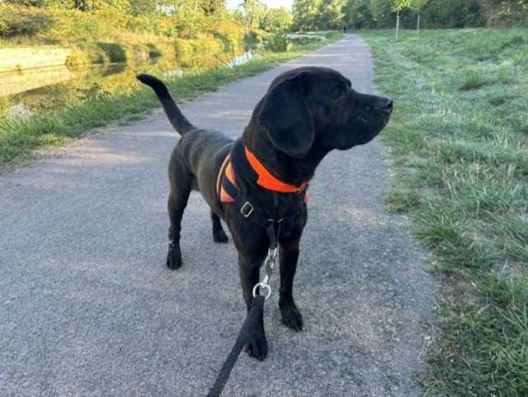 Zorg - Chien à adopter